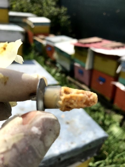 Vând 200 kg miere salcâm 2023