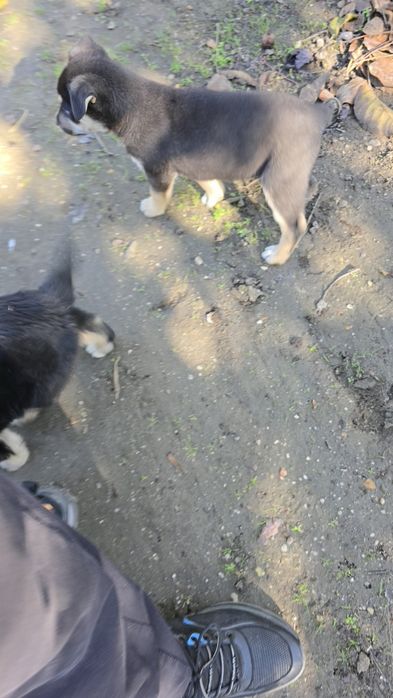 Donez căței metis Huski cu Ciobănesc German