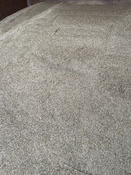 Vand ovaz recolta 2025