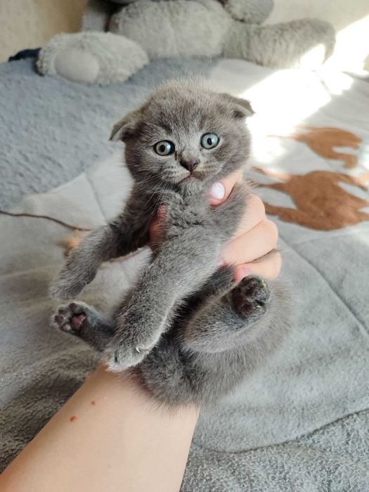 Продается котенок скоттиш фолд