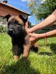 Ciobanesc belgian malinois