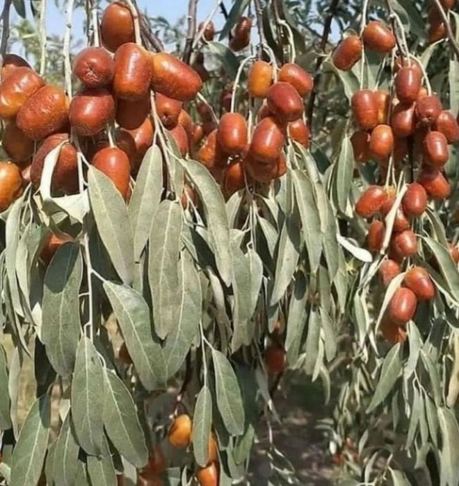 Mevali va manzaralari kocatlar