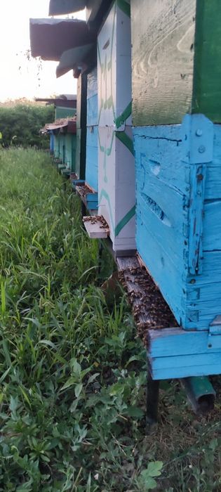 Vând miere de albine