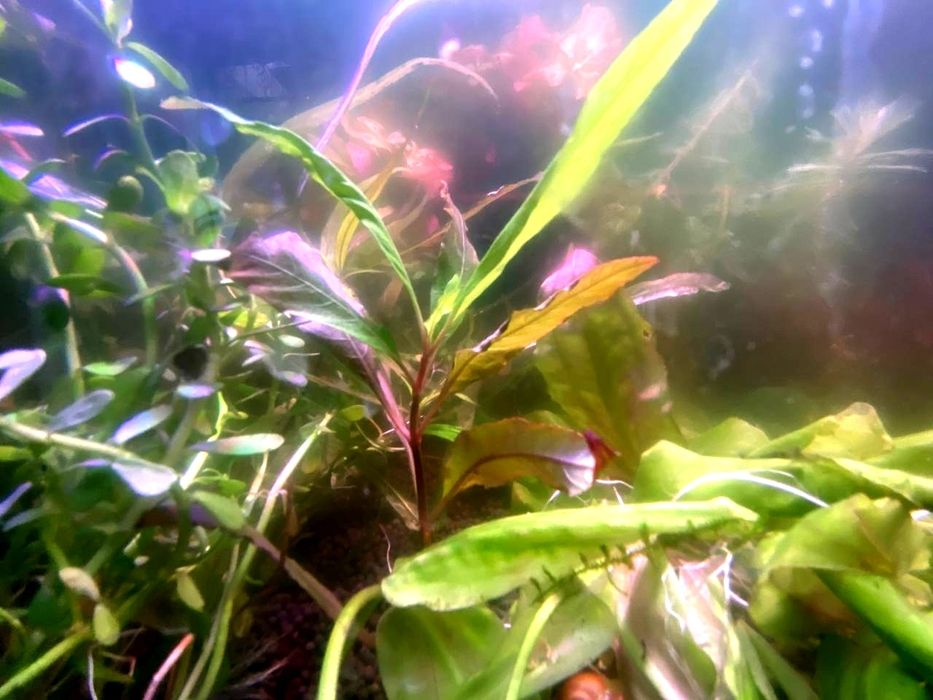 Rasteniyalar sotiladi