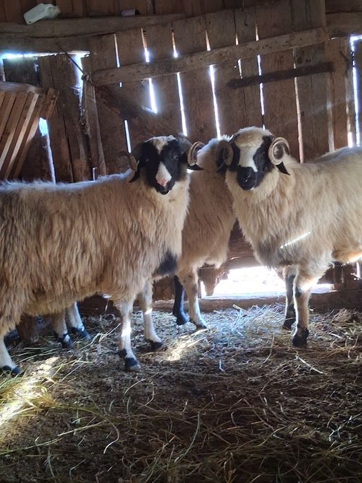 Berbecuti de vanzare