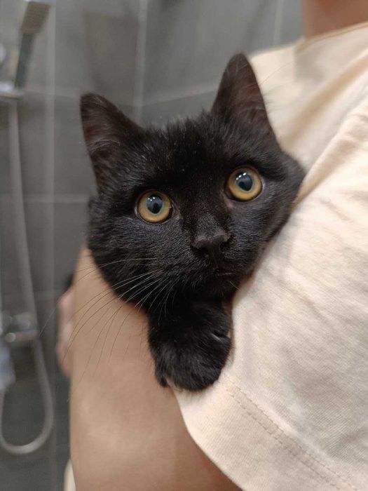Черный ласковый котёнок