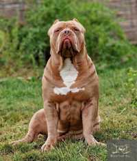 American Bully XL prodavam