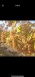 Struguri de vin diferite soiuri