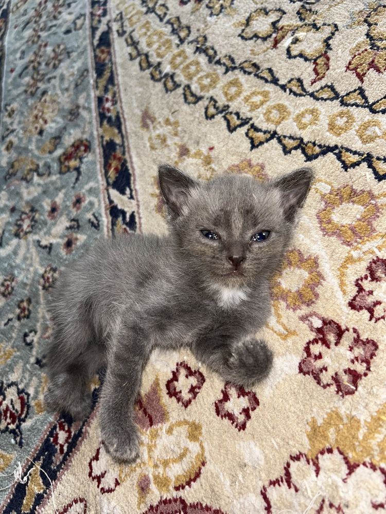 Бесплатно котята
