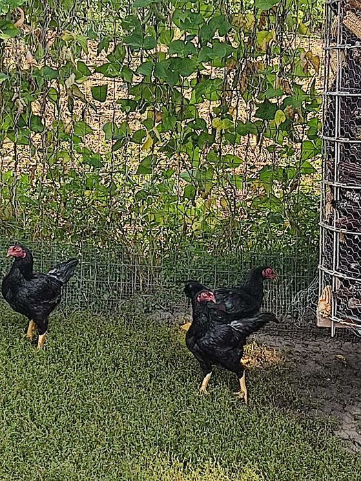 Pui Strumski și pui Combatant Urias