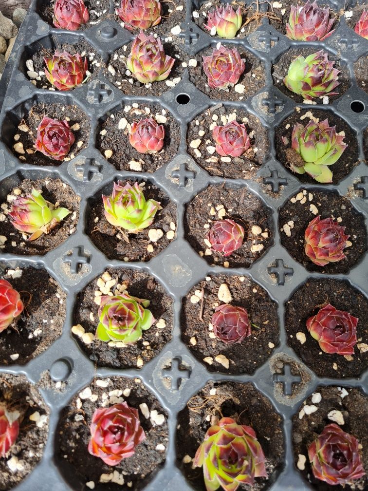 Plante suculente sempervivum în alveole