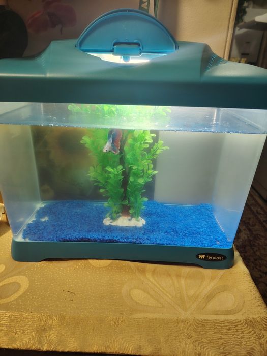 Acvariu pentru pesti