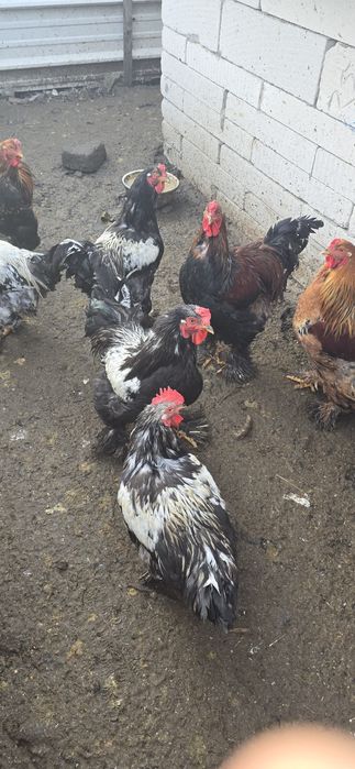 gaini încălțate tip brahma