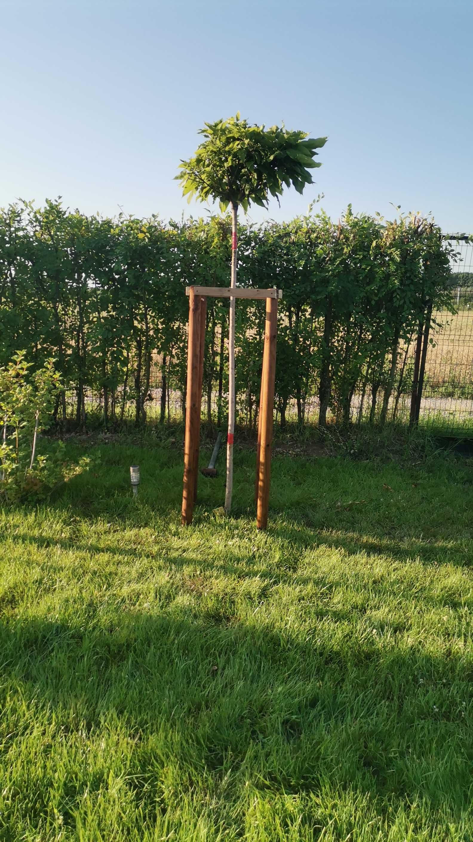 Tundem gazon iarbă buruieni lăstăriș ierbicidăm