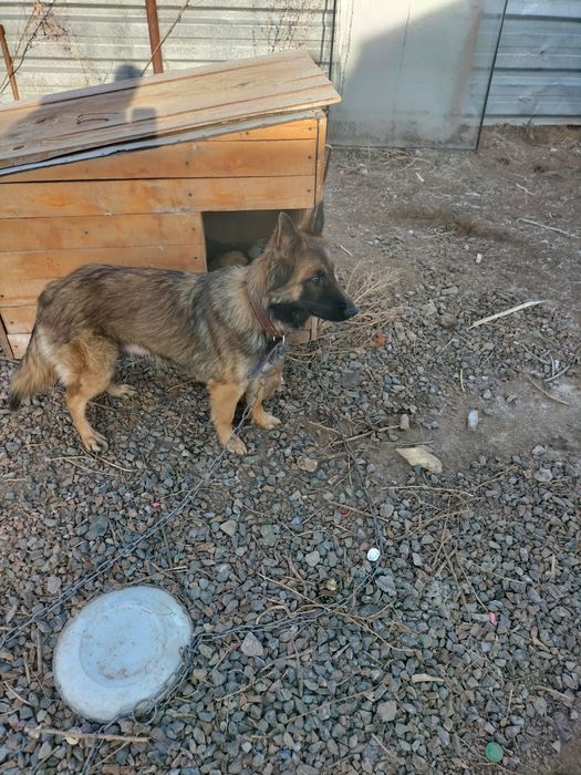 Продам щенят, 1 месяц мать овчарка, не дорого