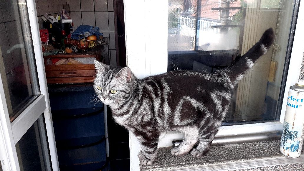British shorthair silver tabby rasa pura
