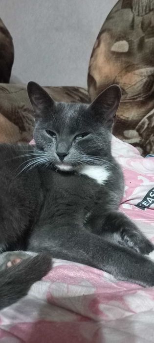 Стерилизованная кошечка подросток