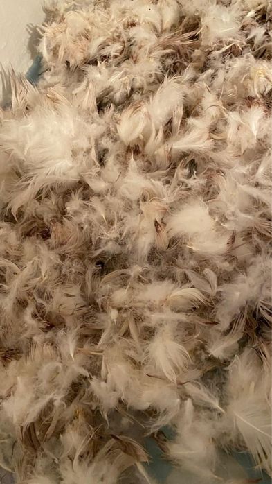 Продам утинный пух