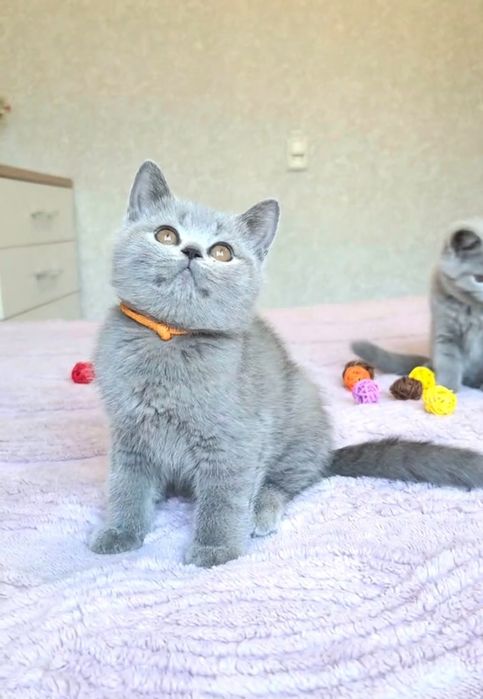 Британская девочка