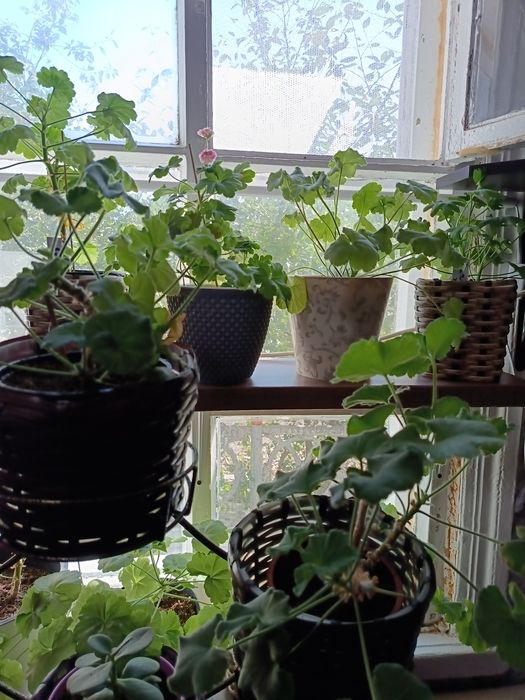 Сортовая пеларгония