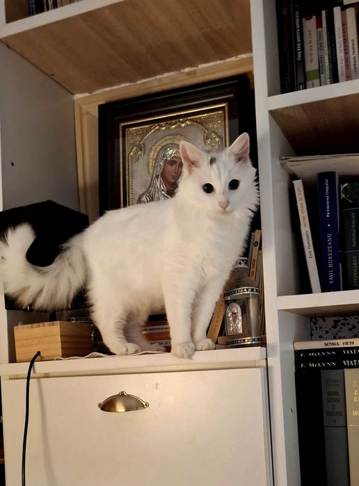 Spre adopție  pisicuța ALBA,    Angora turcească albă,  Piatra Neamț