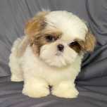 Pui Bichon. Mini toy