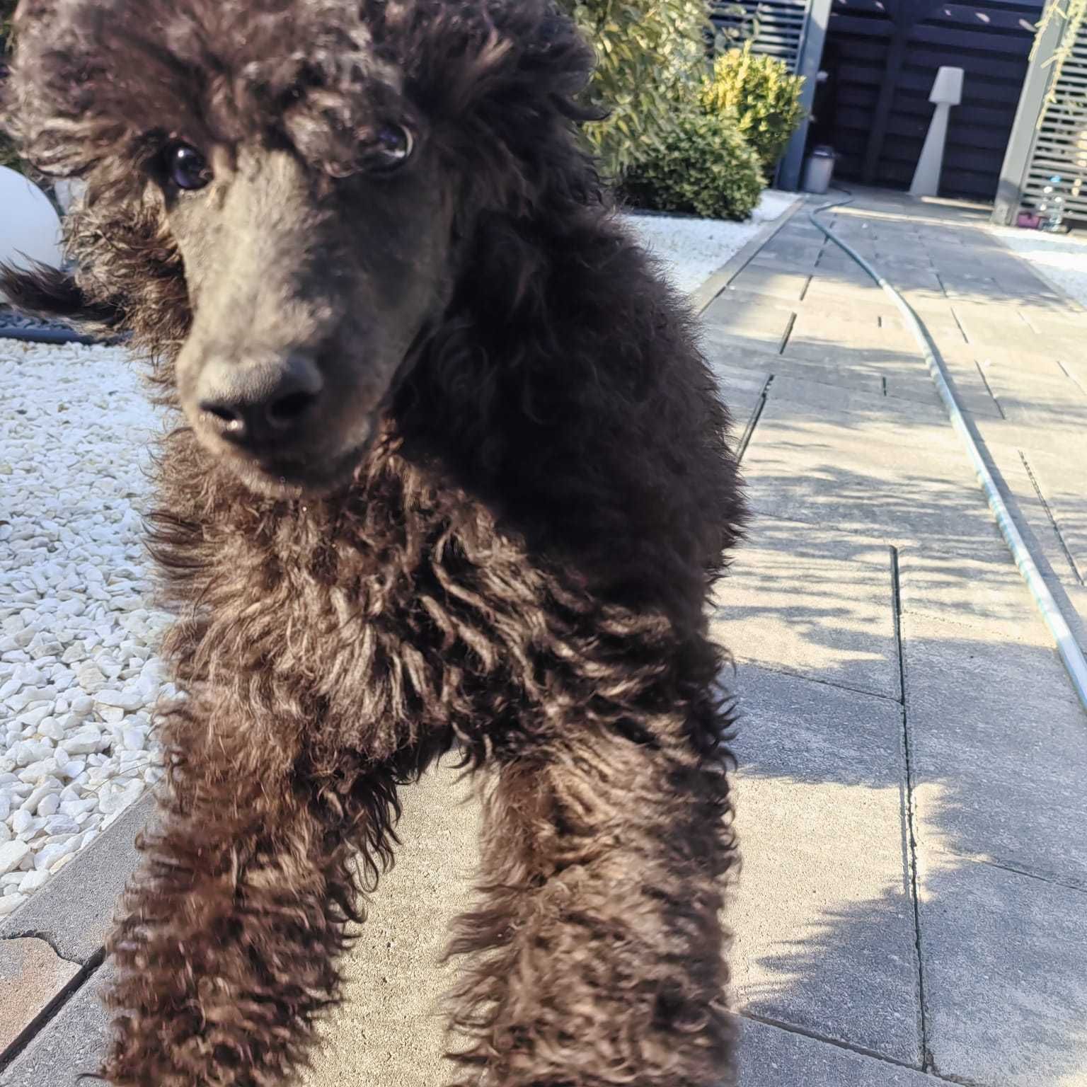 Pui de Pudel( Caniche) Standard Black cu Pedigree Femela disponibilă