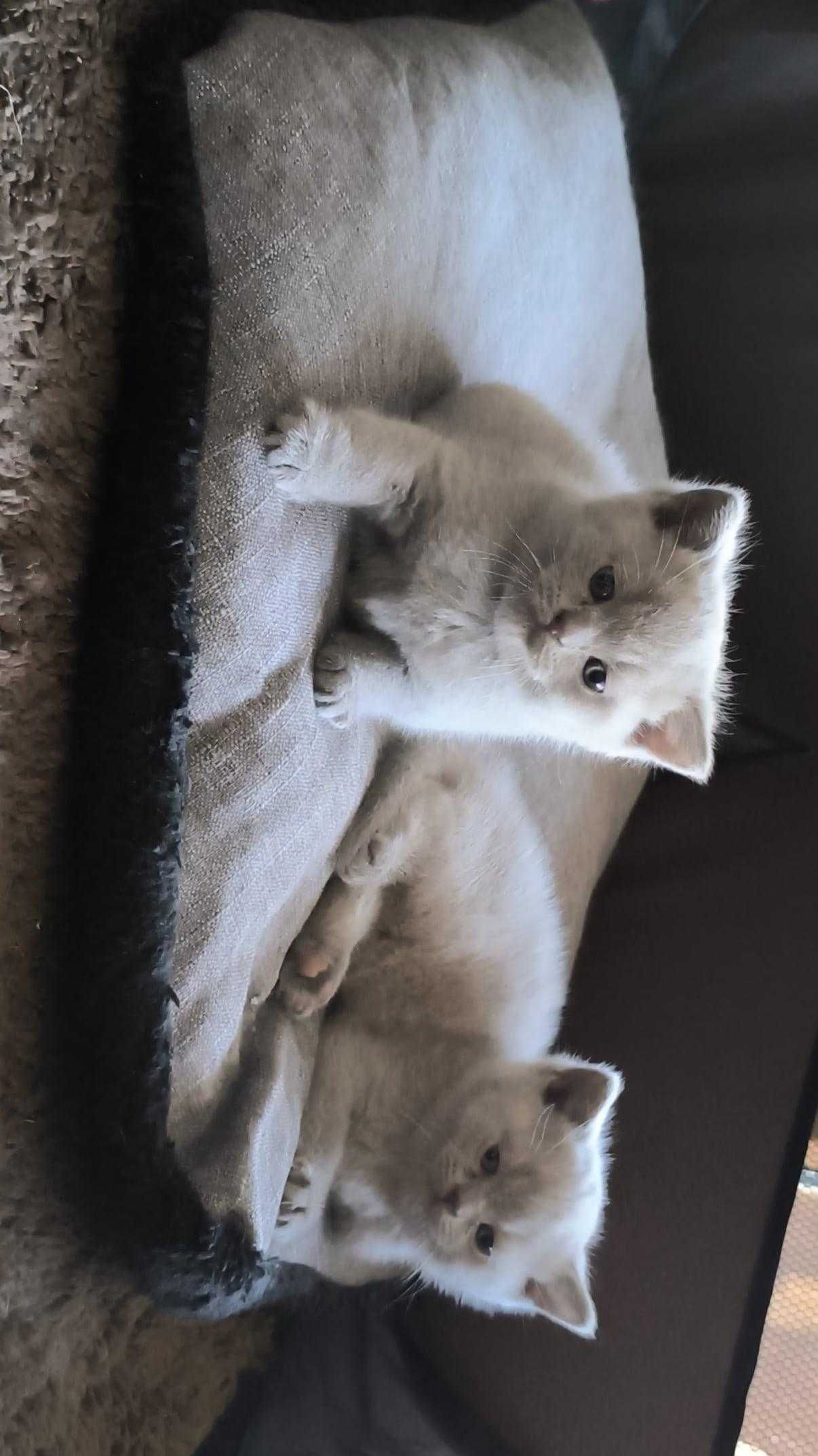 Британски котета породисти