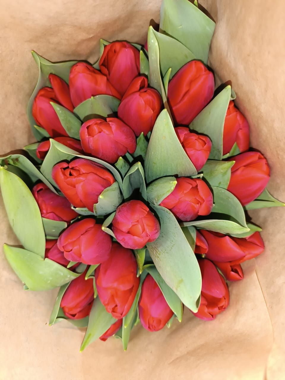 Голландский тюльпаны