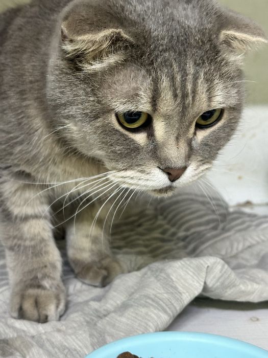 Шикарный кот  ищет дом