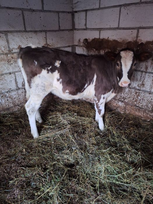 Vând Vitea Baltata Românească.