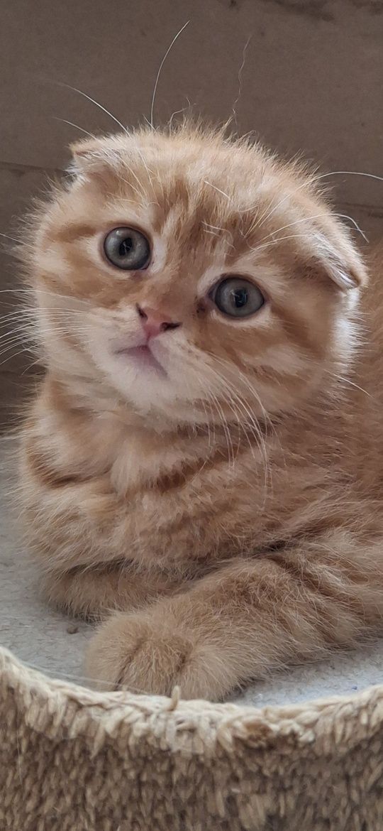 Шотландски котенца
