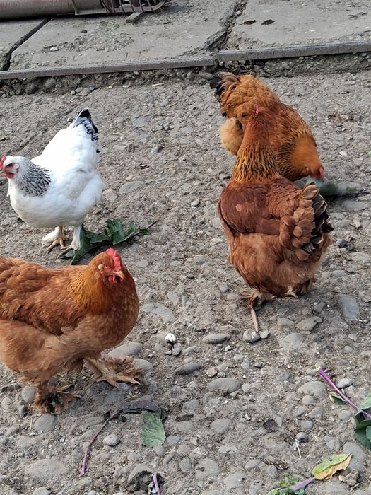 Gaini,bibilici si curci de casa!