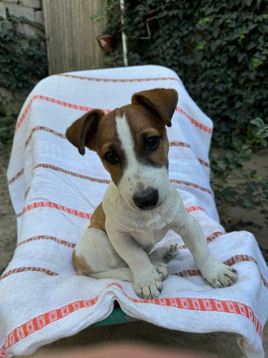 Продается щенок Джек Рассел терьера 3месяца