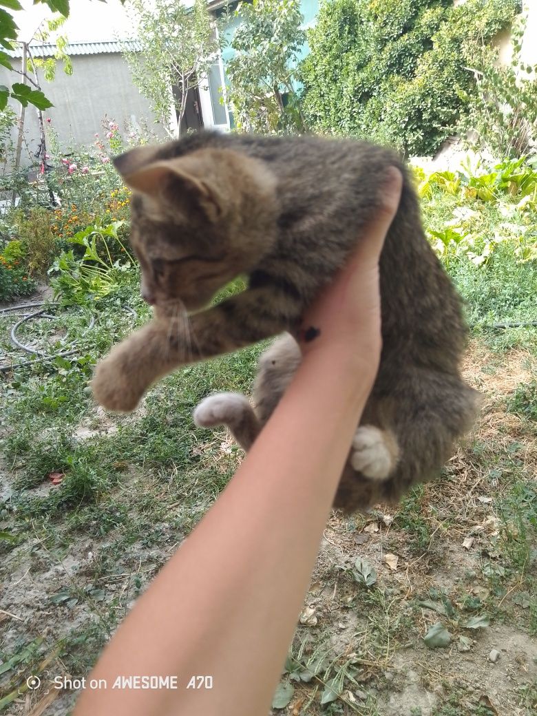 Катёнок 3месеца ручной