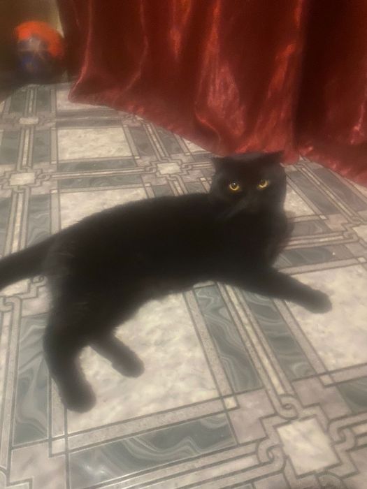 Ищем кошечку для вязки