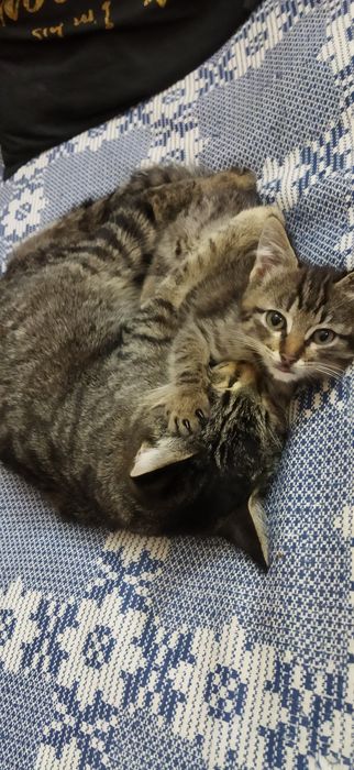 Котята в любящую семью
