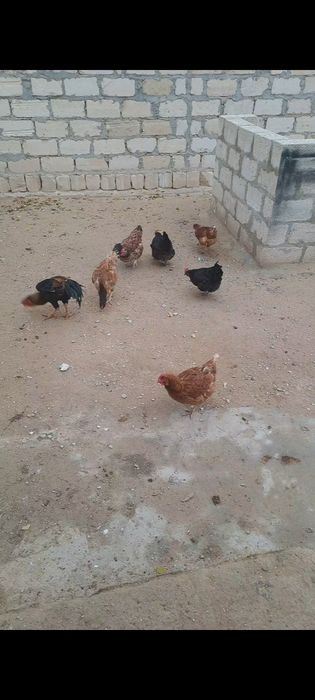 Тауык Куры Несушки Дакан