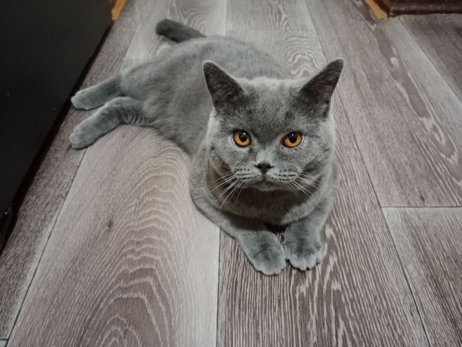 Продаются Котята