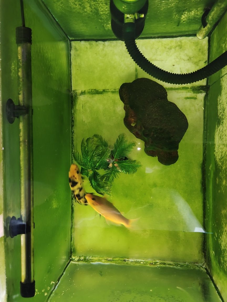 Koi balig'i akvarium yoki hovuz uchun