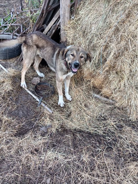 Metiș ciobanesc pentru adopție