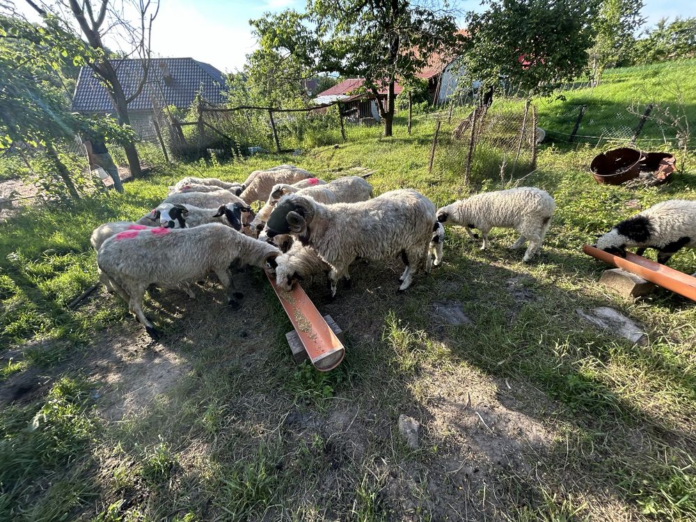Vand oi breze cu miei