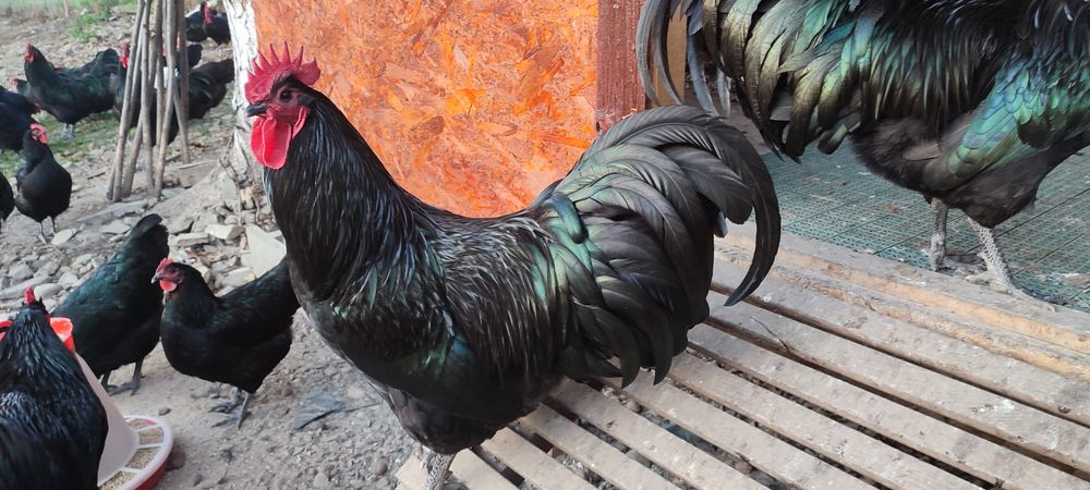 Ouă pentru incubat Australorp negru