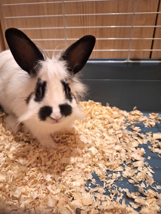 Подарявам декоративен заек