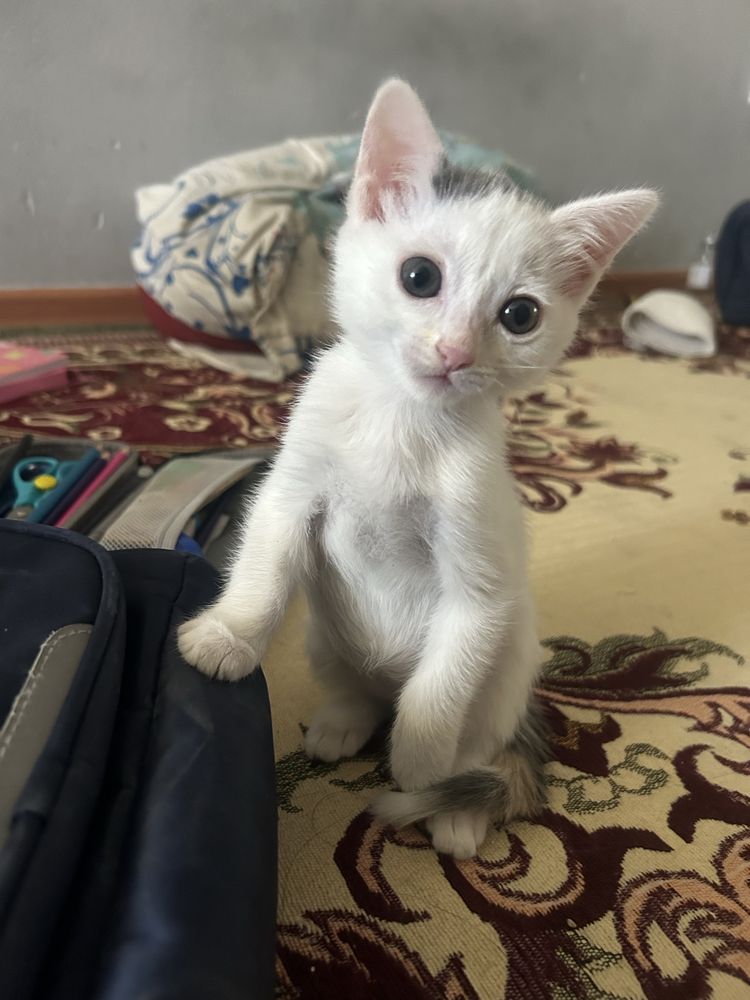Кошки и котенок