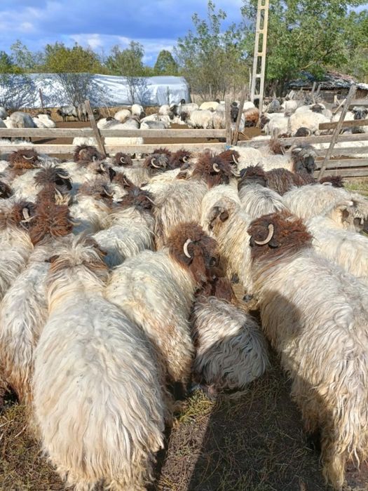 Vand miele 60 bucati 550 lei