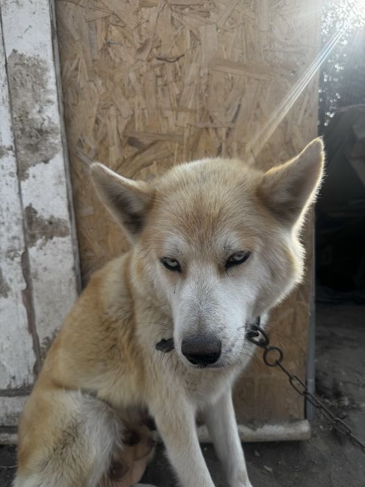 Продаеться 7 щинят хаски, неоторые с окрсом матери,