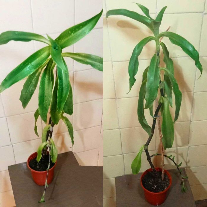 Продам. Золотой ус - домашний женьшень. Лечебное растение.  3 растения