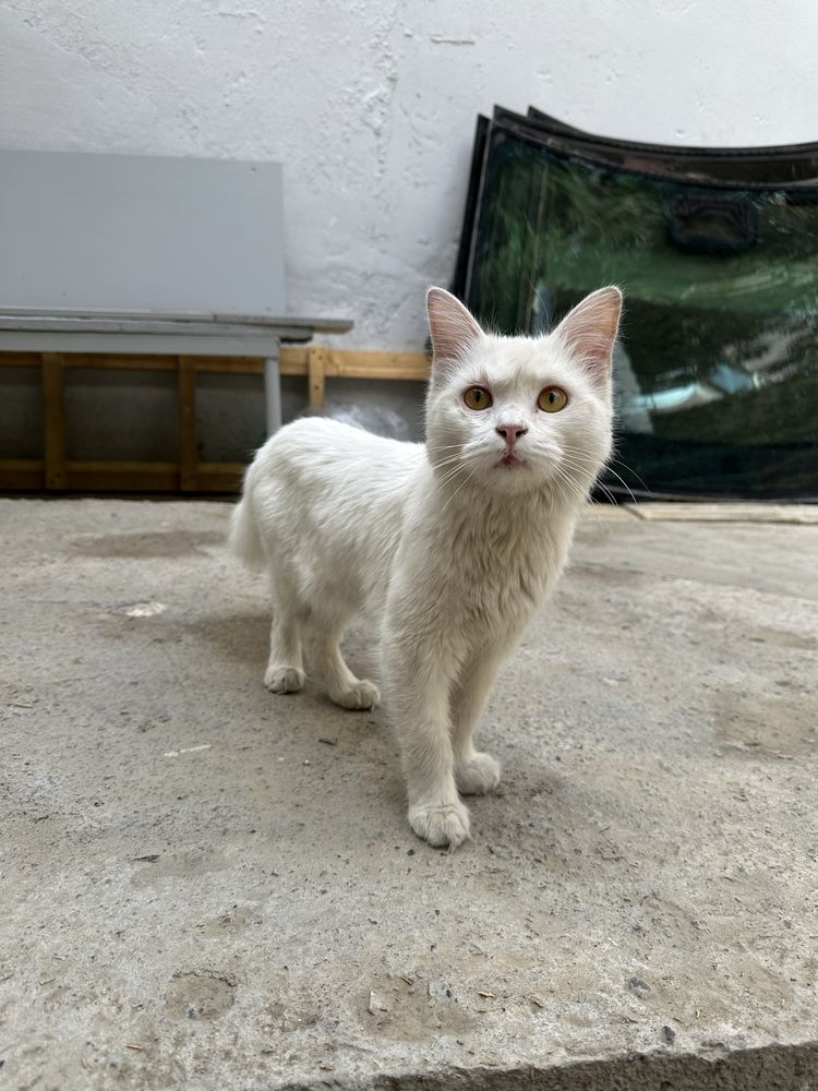 Котята в добрые и ответственные руки