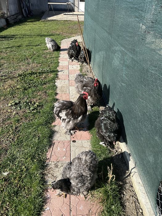 Vand gaini cochinchina urias